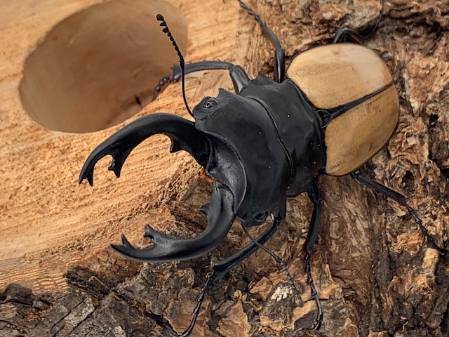 美麗種! モウホツヤクワガタ(エレガンス) WD♂MLサイズ ペア タイ