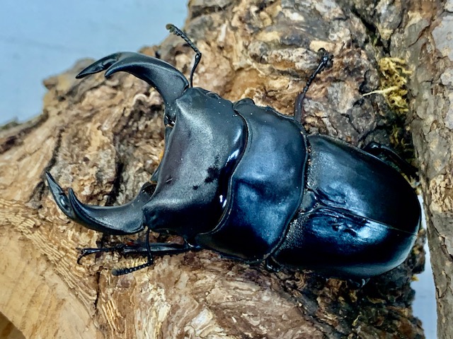 純血は美しい 岡山産オオクワガタ classics1997 ♂71mm ♀48mm 超美形