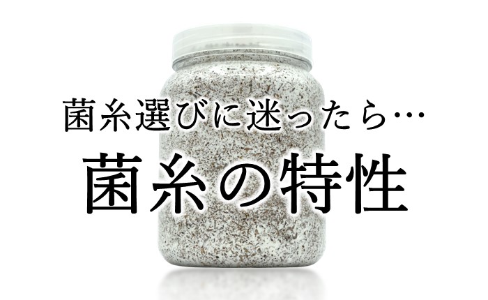 極上！ヒマラヤひらたけ菌糸ブロック【9個】初菌のみ使用！国産