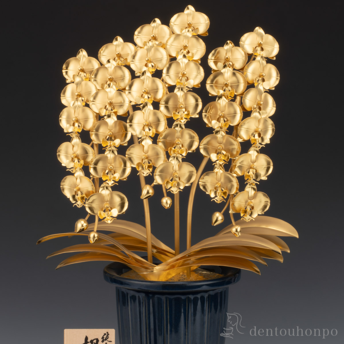 フタオ蝶 珍品 【公式通販】