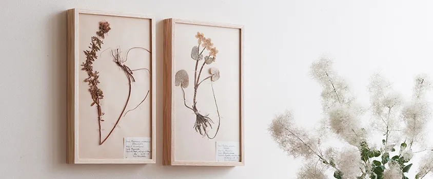 STORE限定】vokko×DENTO | アンティーク植物標本 (スウェーデン)No.8