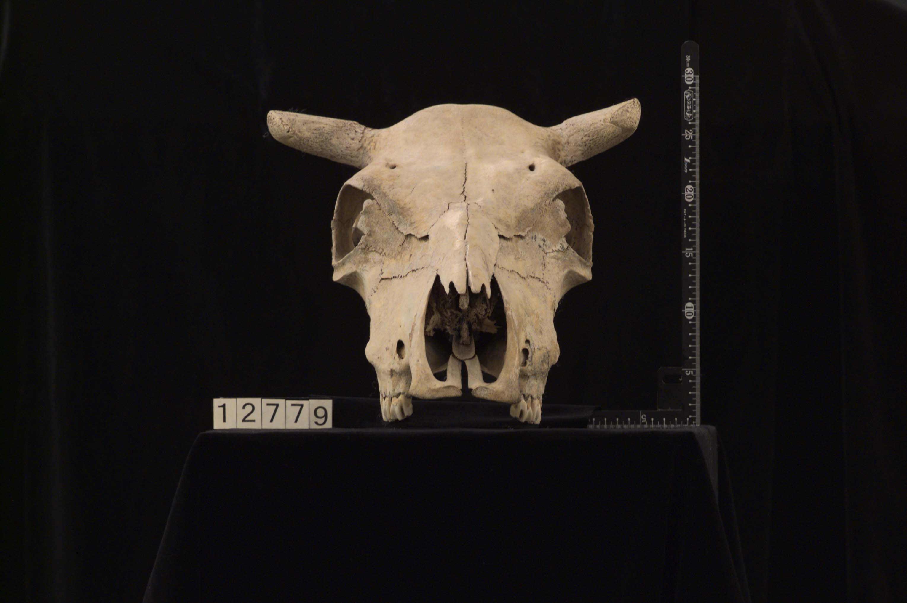 頭骨 頭蓋骨 ウシ 牛 種名 Bos taurus ※条約などには抵触しない種類