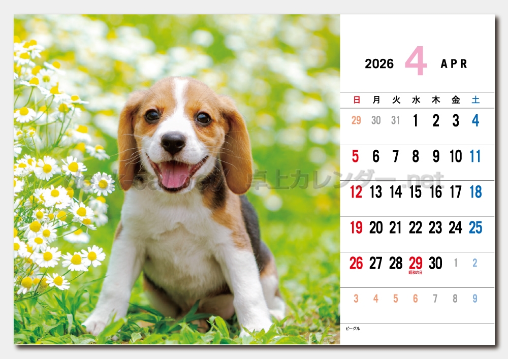 ①『犬』 卓上チャリティーカレンダー10枚セット 2026年（令和8年