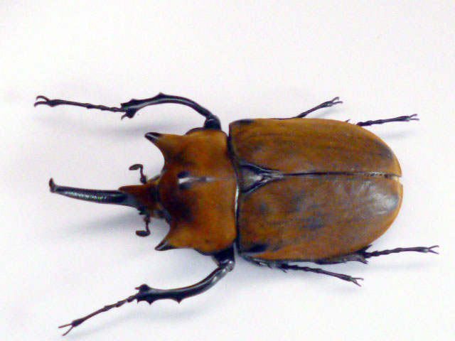 標本☆コスタリカ産☆エレファスゾウカブトssp♂116mm | Dorcusfarm