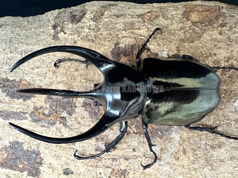 ☆カンボジア産☆コーカサスオオカブト♂116mmペア | Dorcusfarm