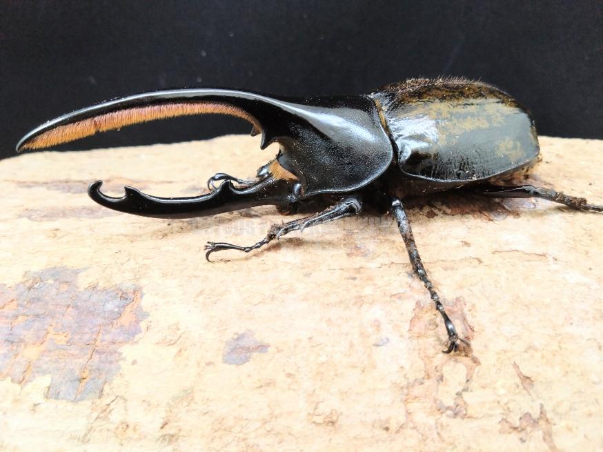 ☆天然からのF2☆ヘラクレスオキシデンタリス幼虫 | Dorcusfarm