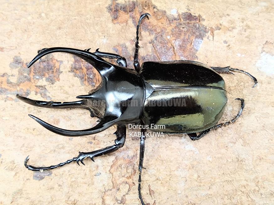 大型マレーコーカサスオオカブト標本 お 手頃 価格