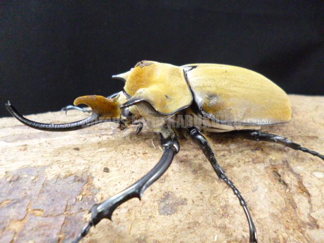 新成虫☆天然からのF2☆イイジマゾウカブト♂117mm♀69mmペア