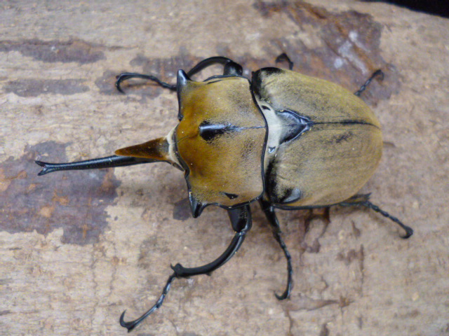 11/19新着☆メキシコ便☆オキシデンタレゾウカブト | Dorcusfarm