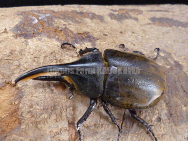 黒化異常型】P.eversmani（1ペア、シベリア産） 【公式通販】