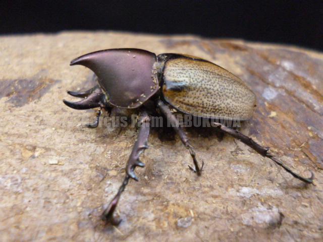 2/25☆新着☆ブラジル便☆マンネルヘイムカラカネヒナカブト | Dorcusfarm