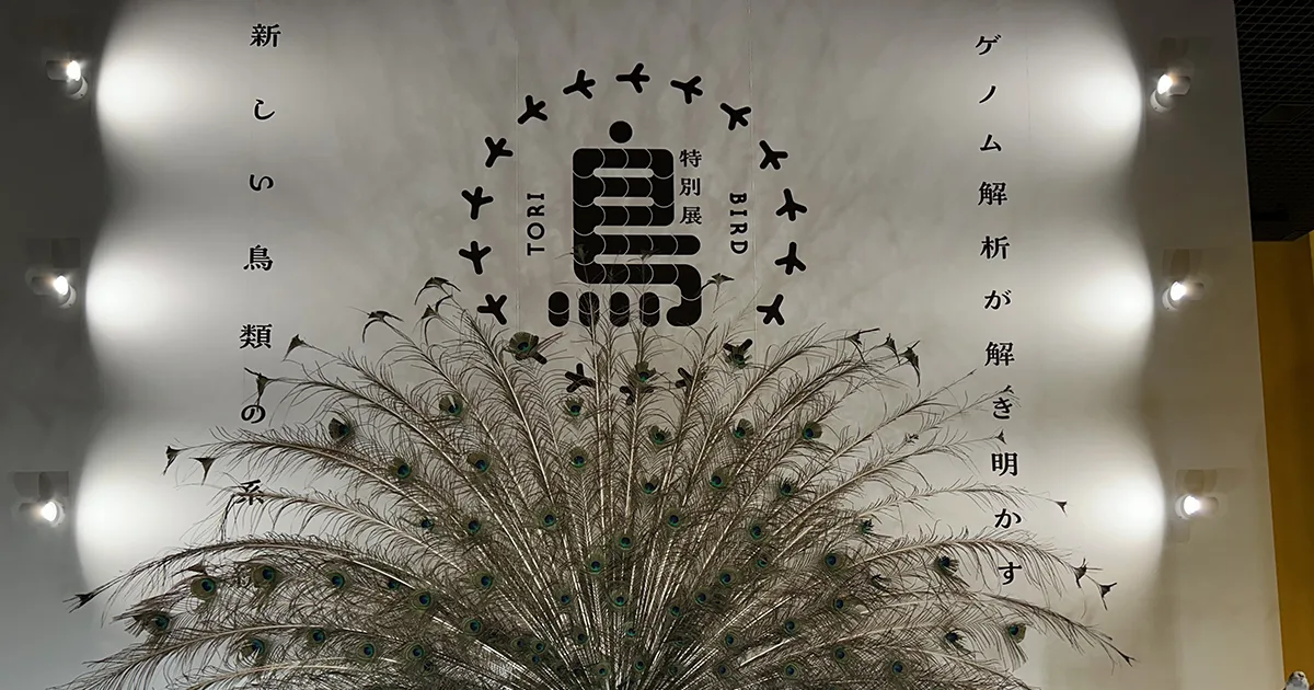 一生分の「鳥」を見てきました | D-Grip システム -制作部