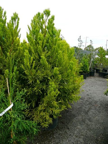 Cryptomeria japonica 'Sekkan' | Cryptomeria japonica 'Sekkan-Sugi