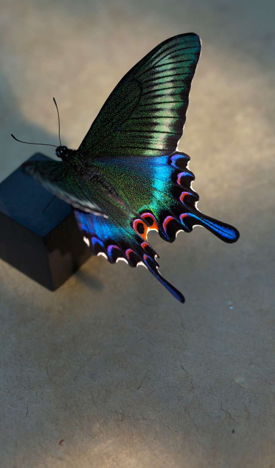 国蝶オオムラサキ 立体標本 蝶標本 昆虫 インテリア