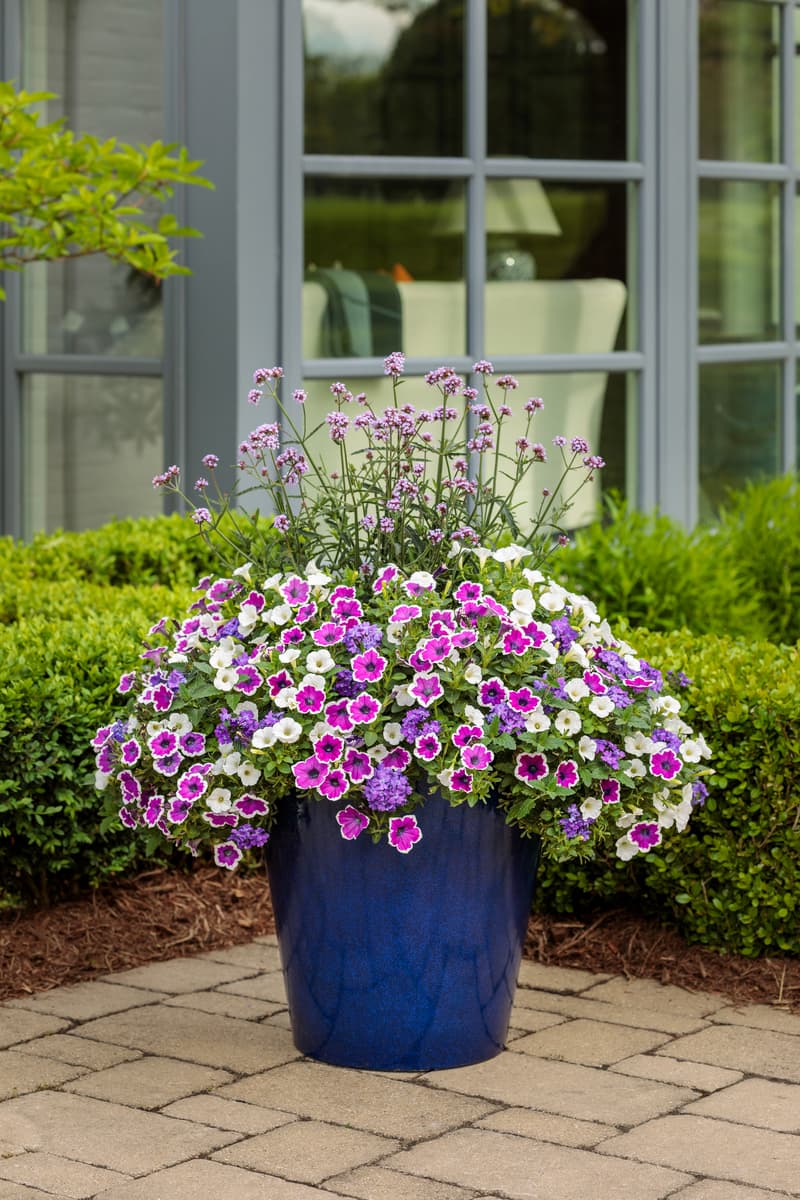 Hydrangea Pinky Winky Prime® (Panicle Hydrangea) 11x7