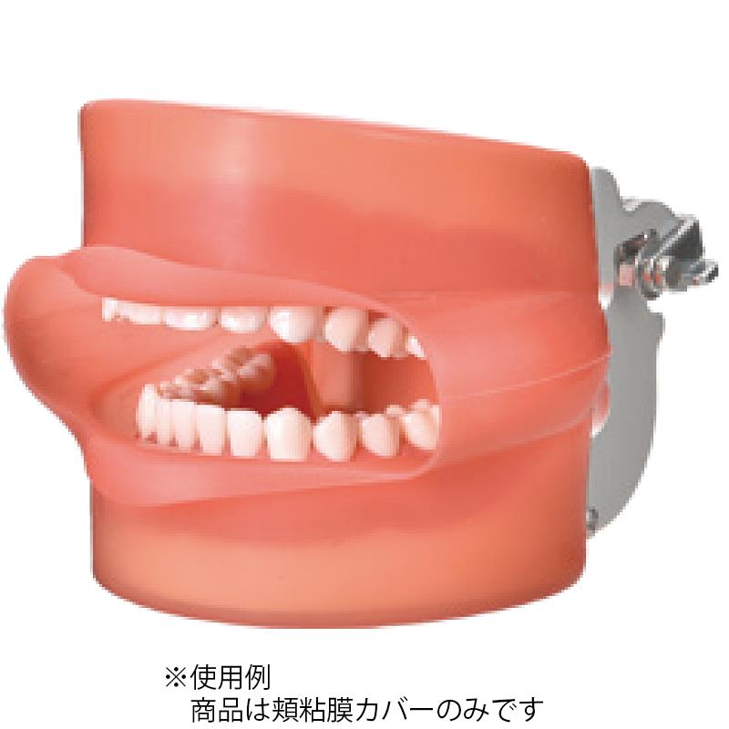 ニッシン 顎模型 頬粘膜