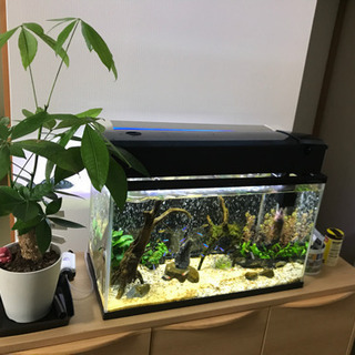 60cm水槽全部込み