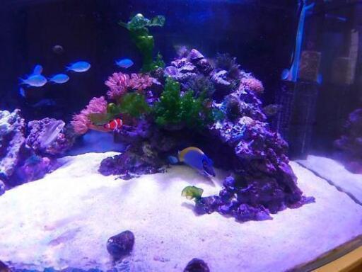 人工ライブロック レプリカ 60cm以上海水水槽用 多孔質 レプリカライブ