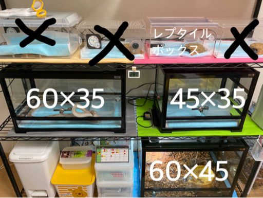 引き取り限定爬虫類飼育セット