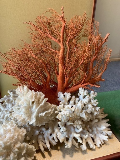 大赤珊瑚 桃珊瑚 天然珊瑚 原木 ガラスケース付き
