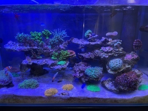 ボルクスジャパン Grassy LeDio RX072e Deep