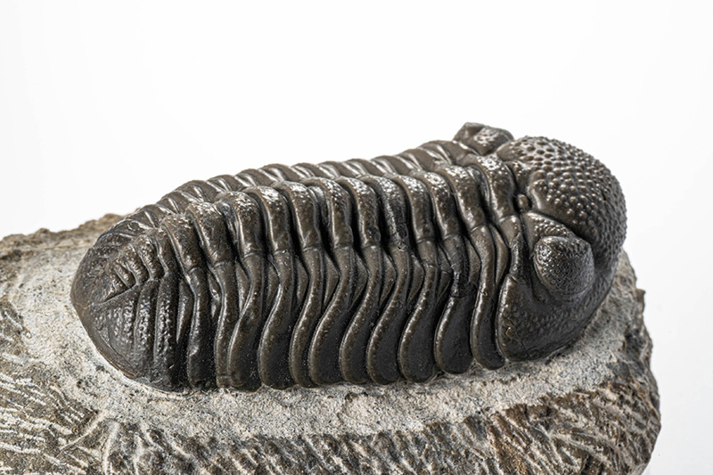 美しき鉱物の世界｜水晶の中に庭園の景色が広がる「ガーデンクォーツ