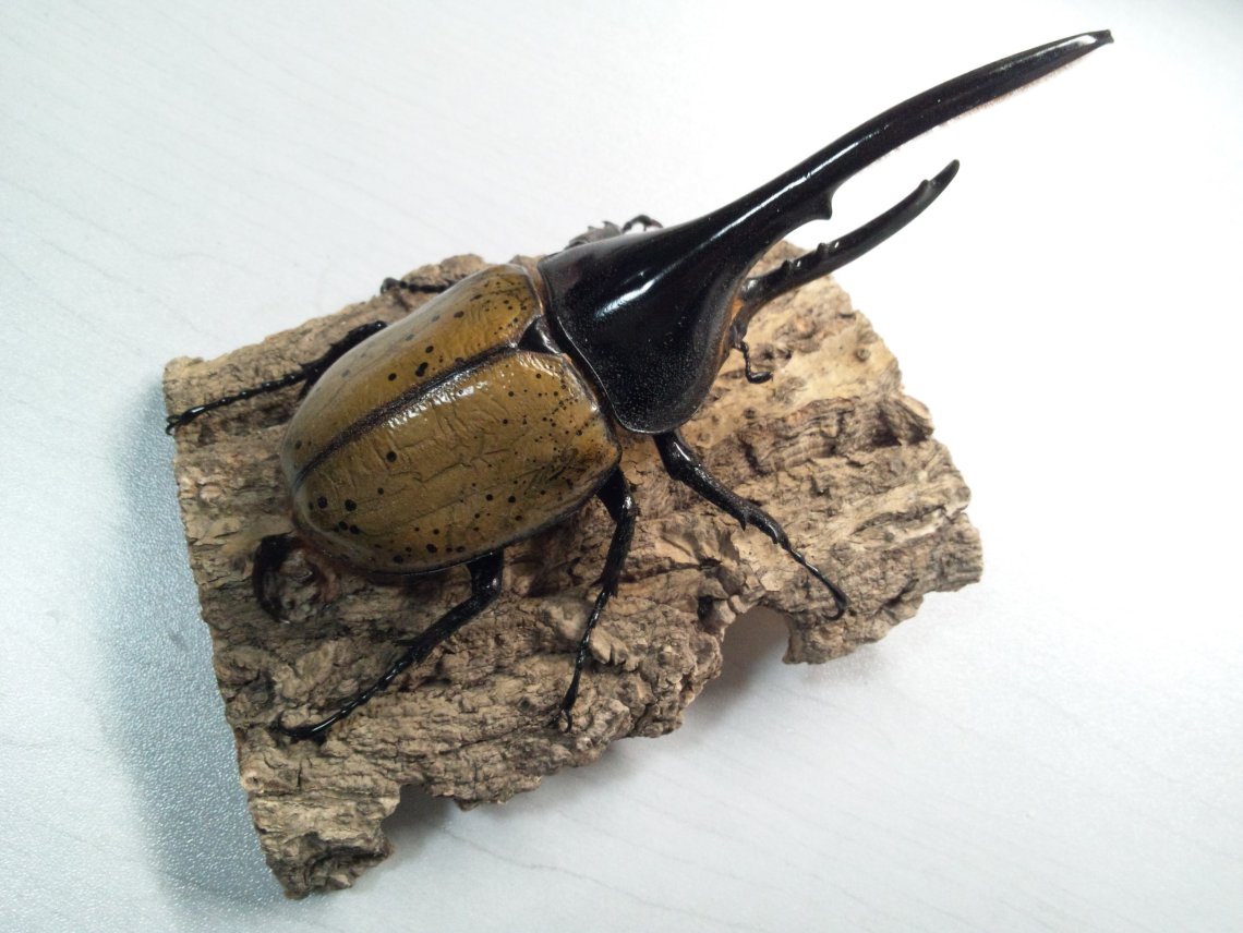 ヘラクレス標本 | 日刊わしら - HIROSHIMA DAILY WASHIRA