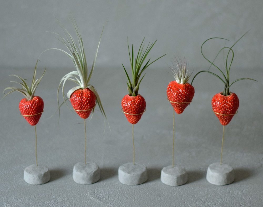 不思議な世界に迷い込んだかのよう。インテリアに取り入れたい