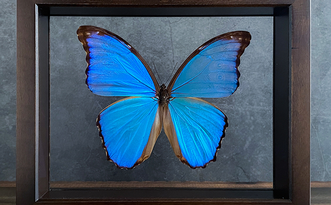 蝶の標本 熱帯の美しいチョウ(特珍1) 蝶の標本 透明の美しい