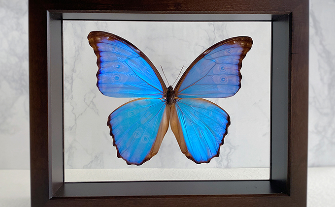 スーパーレア！！キプリスモルフォメス！ 公式 ストア