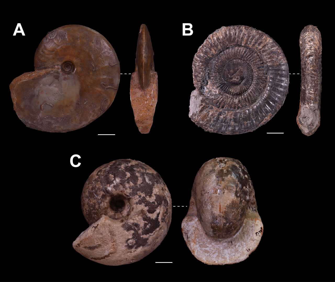 7kg 北海道 アンモナイト 化石 まとめ 夏休み 自由研究 ／ 恐竜 釣り