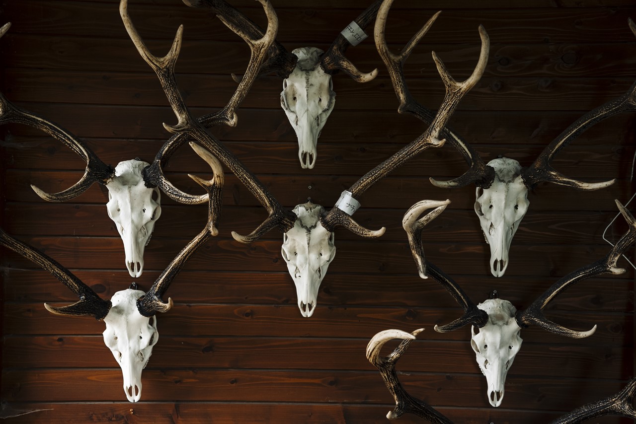 鹿の角 複数セット 自然乾燥済み