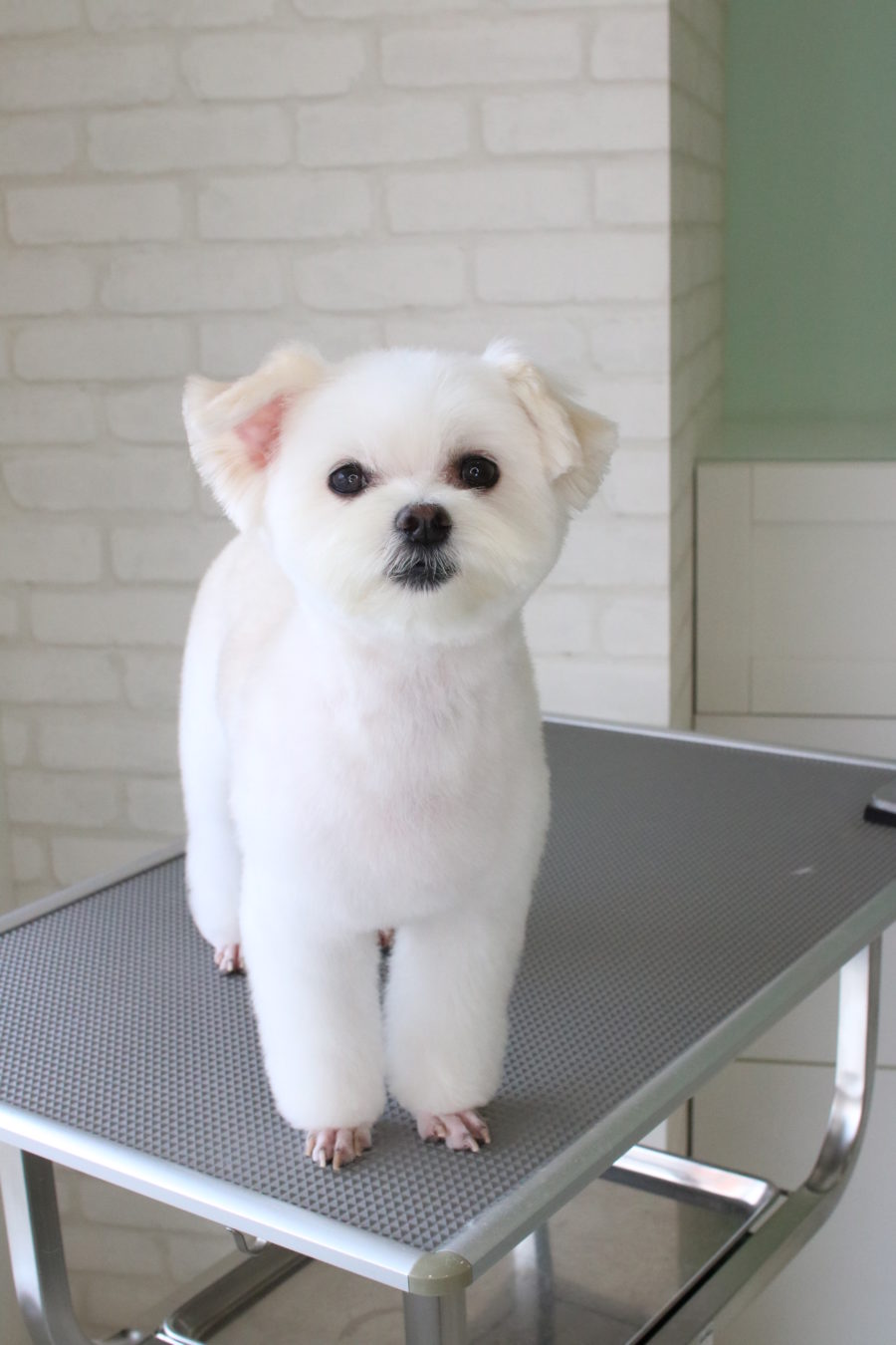 トイプードルのガーリーテディベア | 浜松市のトリミング・ペット