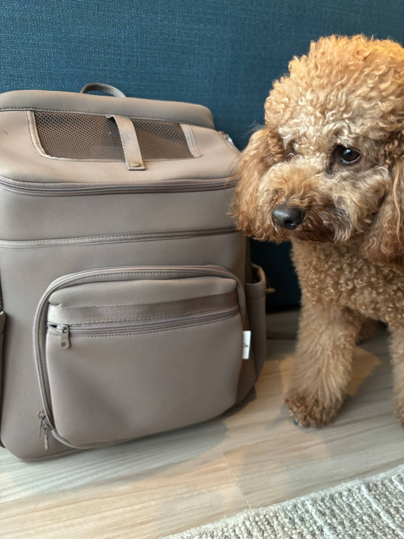 CITY DOG ネオプレーンバックパックキャリー | Dog Life Max トイプー