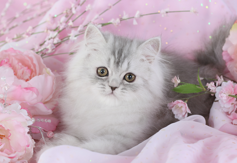 Hopper - Shaded Silver Miniature Doll Face Persian Kitten
