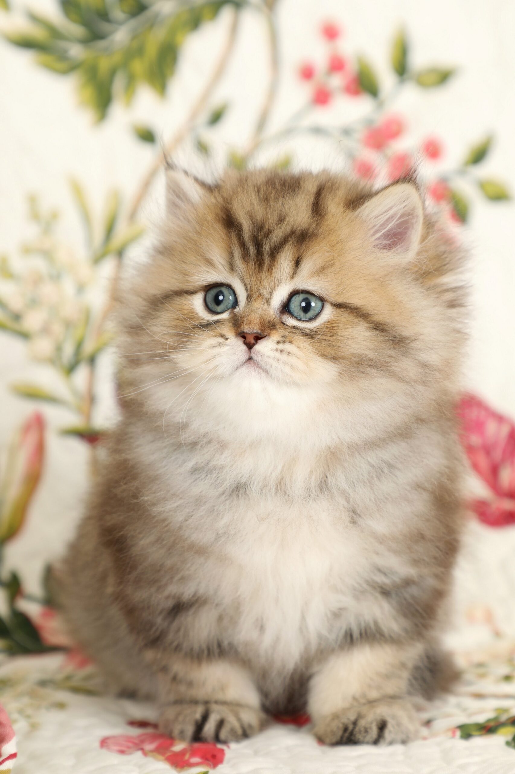 Dreamweaver - Shaded Golden Teacup Persian Kitten For Sale