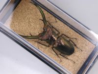 海外 クワガタ 標本 セット シーラ箱入り 標本箱 | ドルクスダンケ