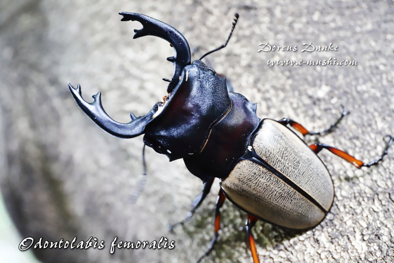 フェモラリスツヤクワガタ｜ドルクスダンケ