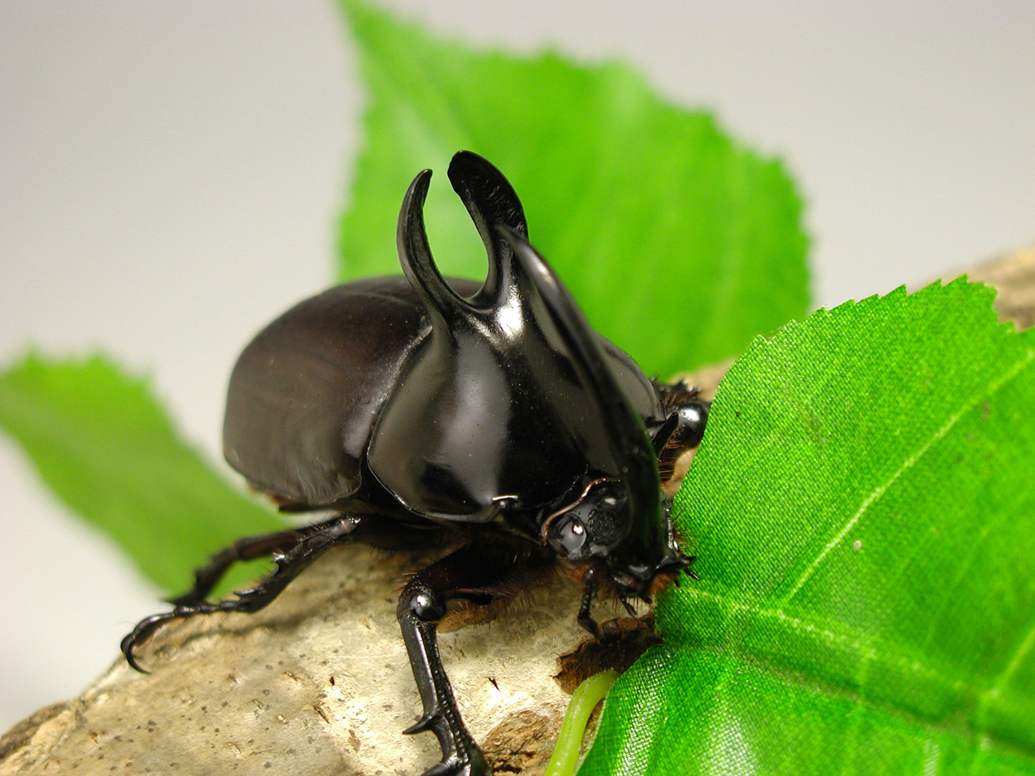 昆虫標本。3 本ツノカブト . ドイツ標本箱（小）各種平面標本 5点