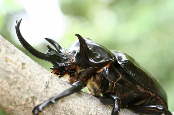 _^【標本】マルスゾウカブト ペルー産 103.5ミリ 野外品 _^【標本