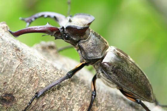 ミヤマクワガタ 標本 ペア 68mm 41mm Z <1110z昆虫標本・クワガタムシ