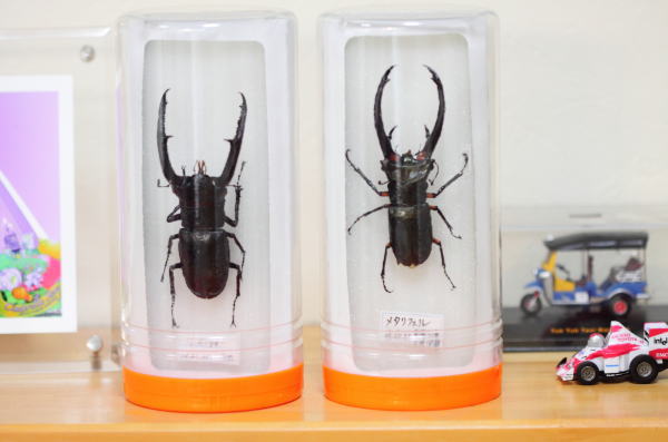 昆虫標本セット