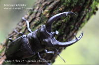 標本】リノケロスフタマタクワガタ スマトラ島産 98.0ミリ 野外品