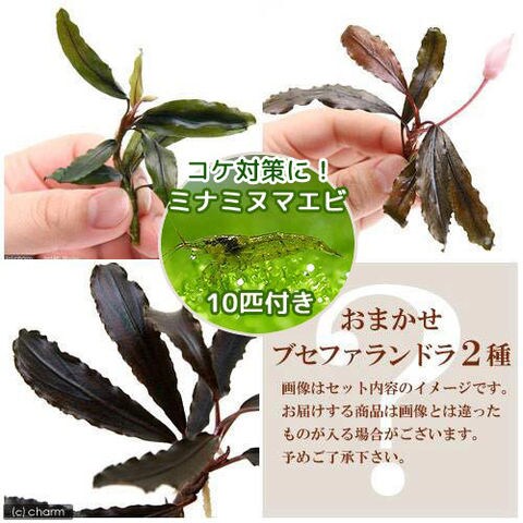 花芽付き！ブセファランドラsp.Blackghost 大株【完全水中葉】