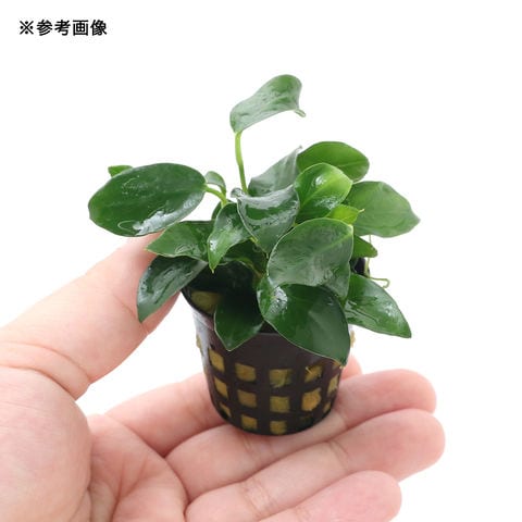 dショッピング |（水草）アヌビアスナナ プチ（水上葉）（5ポット分