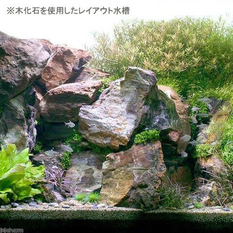 dショッピング |形状お任せ 木化石 Lサイズ（約18～23cm） 1個