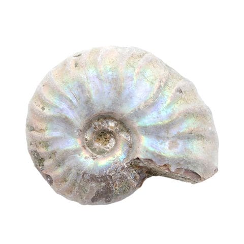 アンモナイトの化石 オーストリーで入手a012-420(yh) 2025.12.20 10:00