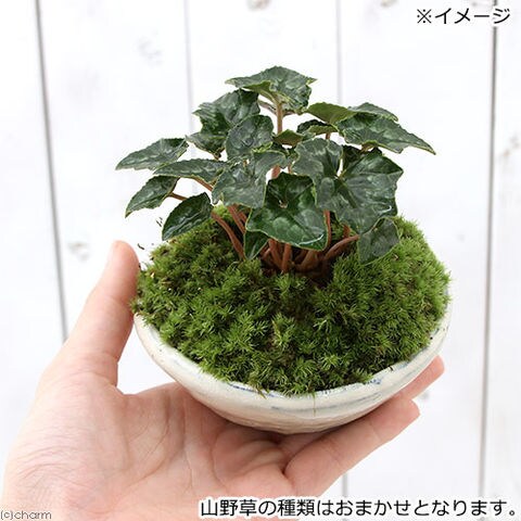 販売 山野草&山野草鉢 中国鉢、盆栽鉢、植木鉢、山野草鉢、鉢、盆栽