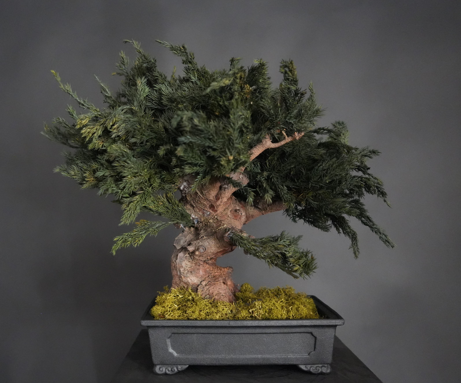 ドライ盆栽®【千寿松】 DRY BONSAI® | DRY BONSAI｜ドライ盆栽｜枯れ盆栽