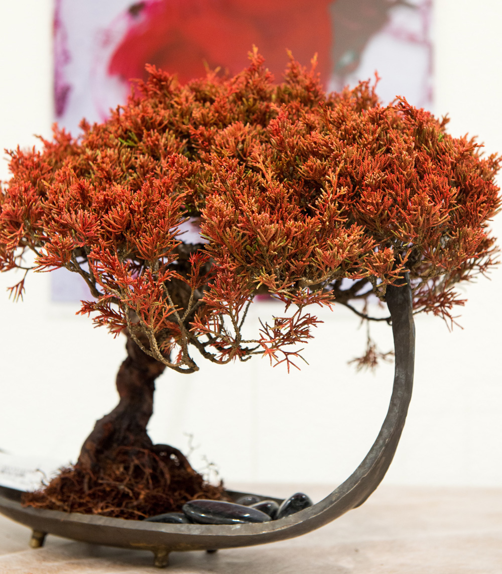 枯れ盆栽 ドライ盆栽